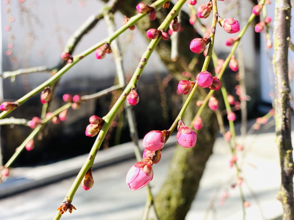 好古園 梅花展