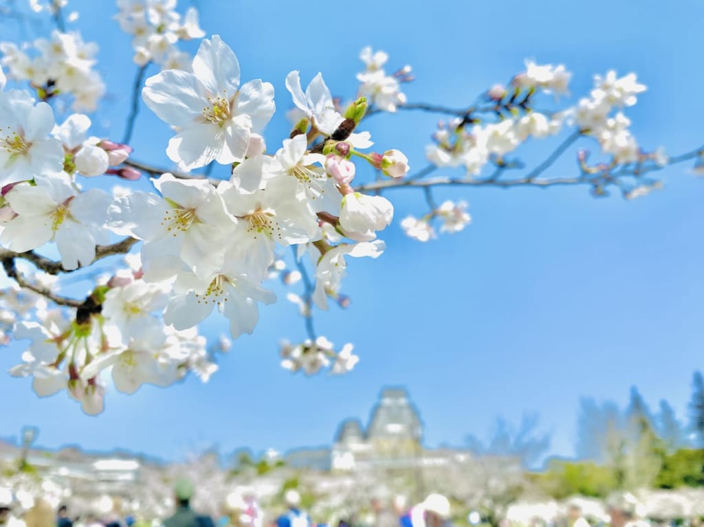 姫路城 桜