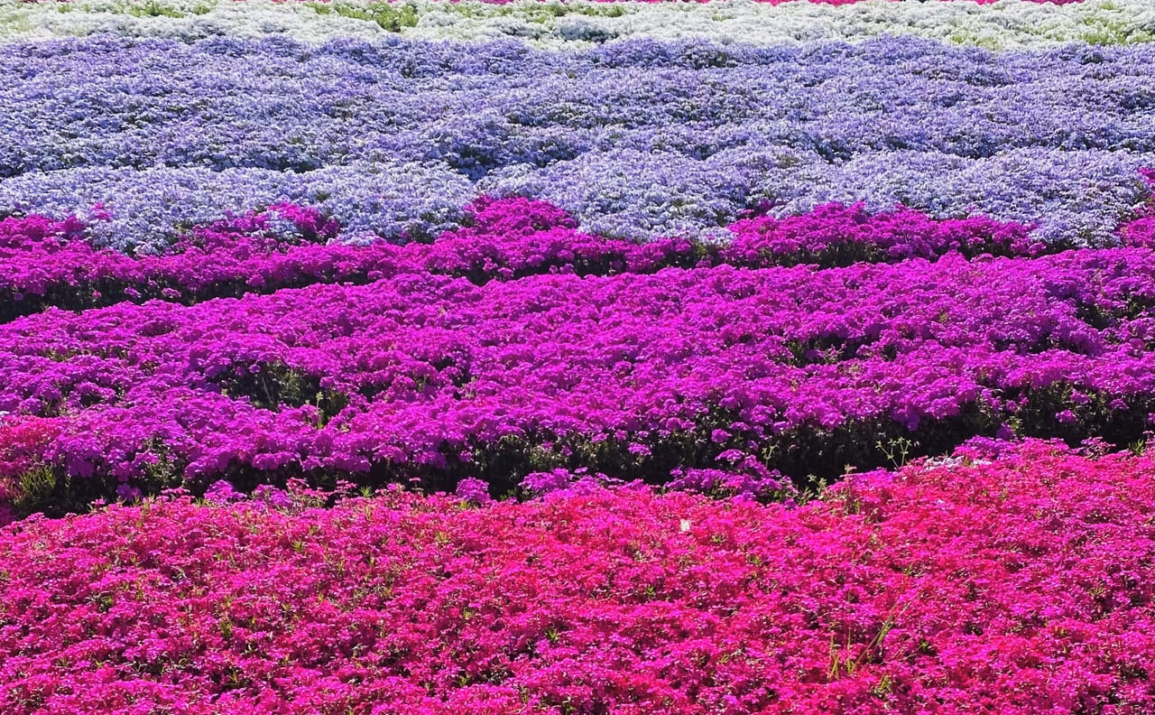 ヤマサ蒲鉾・芝桜の小道